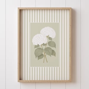 Könnte beinhalten: Ein gerahmter botanischer Druck mit weißen Hortensienblüten mit grünen Blättern und Stielen. Das Kunstwerk ist vor einem hellgrünen Hintergrund mit einem weiß gestreiften Rand und einem Naturholzrahmen angeordnet. Die Gesamtästhetik ist weich und natürlich.
