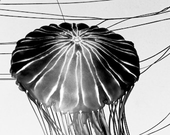 Black and White Jellyfish Photography Print, Jellyfish Fine Art Print, Jellyfish Photo, Black and White Artwork, gift idea, - Jellyfish 3