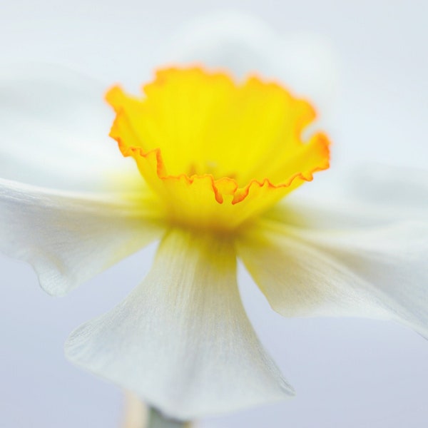 Daffodil photograph, Flower Photo, Flower Print, Spring Wall Art, Daffodil Print, mom gift, gift for her, White Flower Print, Soft Daffodil