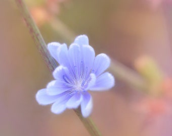 Blue Wildflower Print, Wildflower Photograph, Rustic Wall Art,  Nature Photography, Fine Art, Mom Gift, Wildflower Wall Art- Blue Wildflower