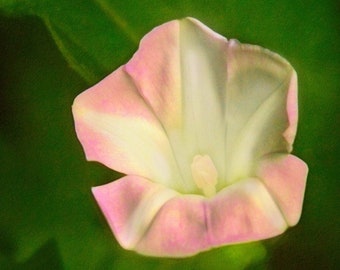 Pink and White Wildflower, Morning Glory Fine Art Photography, Nature Photography, Mom Gift, Wildflower Wall Art- Morning GloryWildflower