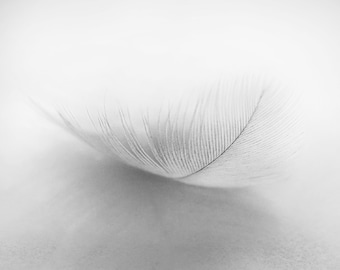 Black and White Feather Photograph, Feather Print, Soft Photograph, Fine Art Print, Painterly Photography, Unframed Print, Fallen Feather