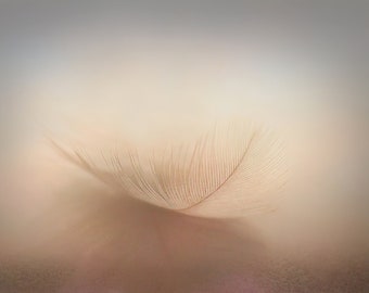 Feather Photograph, Feather Wall Print, Wall Art, Nature Photograph, Fine Art Print, Painterly Photograph, Unframed Print - Fallen Feather