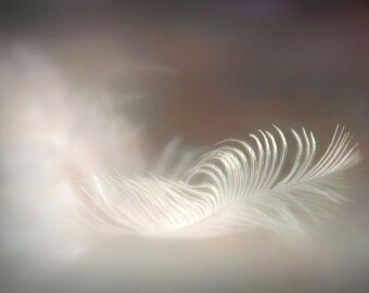 Feather Photograph, Feather Wall Art, Feather Print, Nature Print, Fine Art Print, Painterly Photograph, Unframed Print - Elegant Feather