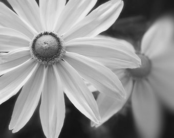 Black and White Flowers Photography Print,  Black and White Wall Art, Gift, Fine Art Flower Print, Flower Photography, macro photography