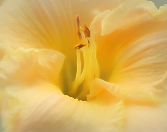 Yellow Lily Print, Picture of Yellow Lily, Yellow Flower Photograph, Flower Print, Picture of Yellow Flower, Gift for Her, Picture of Lily