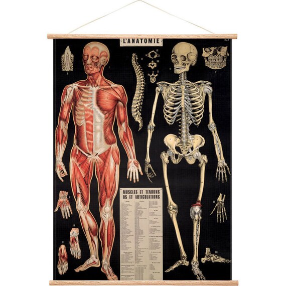 Skeleton Chart Free