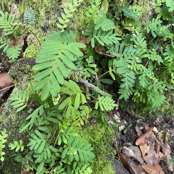 Resurrection Fern - Live Terrarium Plant - Pleopeltis polypodioide - with moss roots