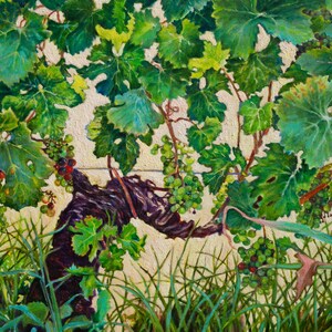 May include: A close-up of a vine with green leaves and bunches of purple grapes. The vine is growing on a wall and there is green grass in the foreground.