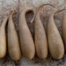 Six Dried Banana gourds, for crafts