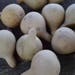 Sixteen Dried Tennessee Spinning gourds, for crafts