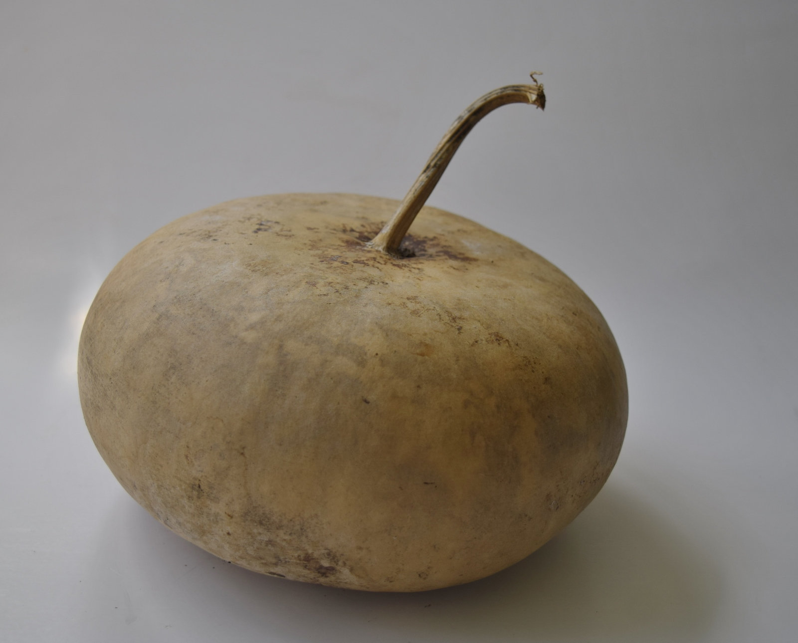 One Dried Canteen Gourd for Crafts Etsy