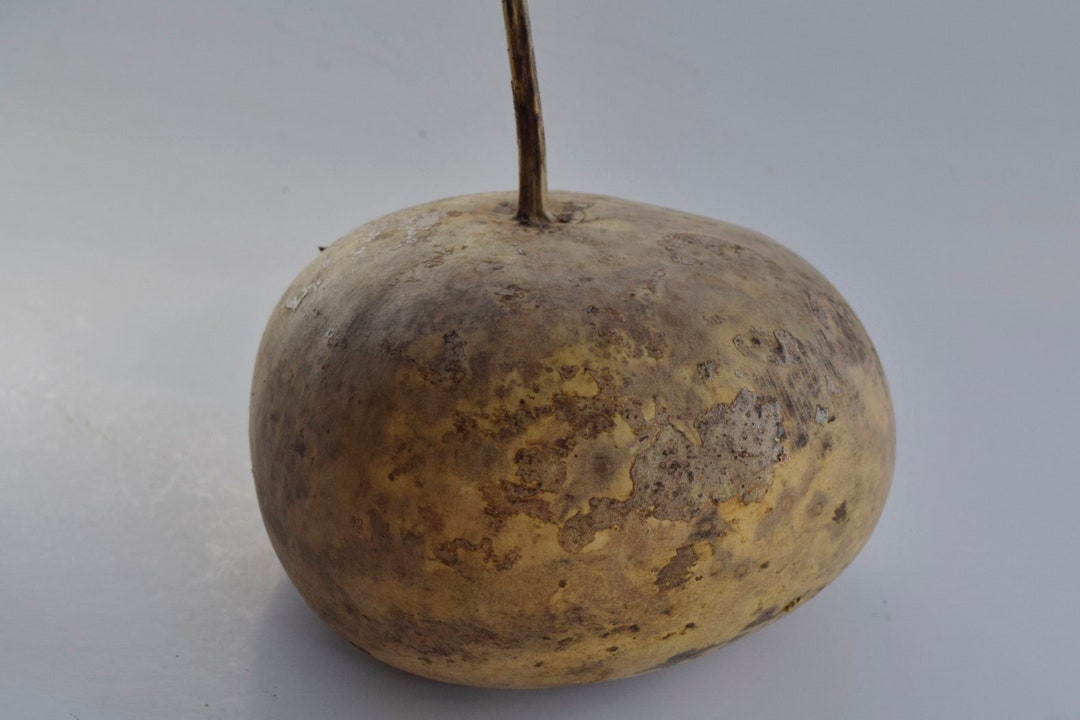 One Dried Canteen Gourd, for Crafts Etsy