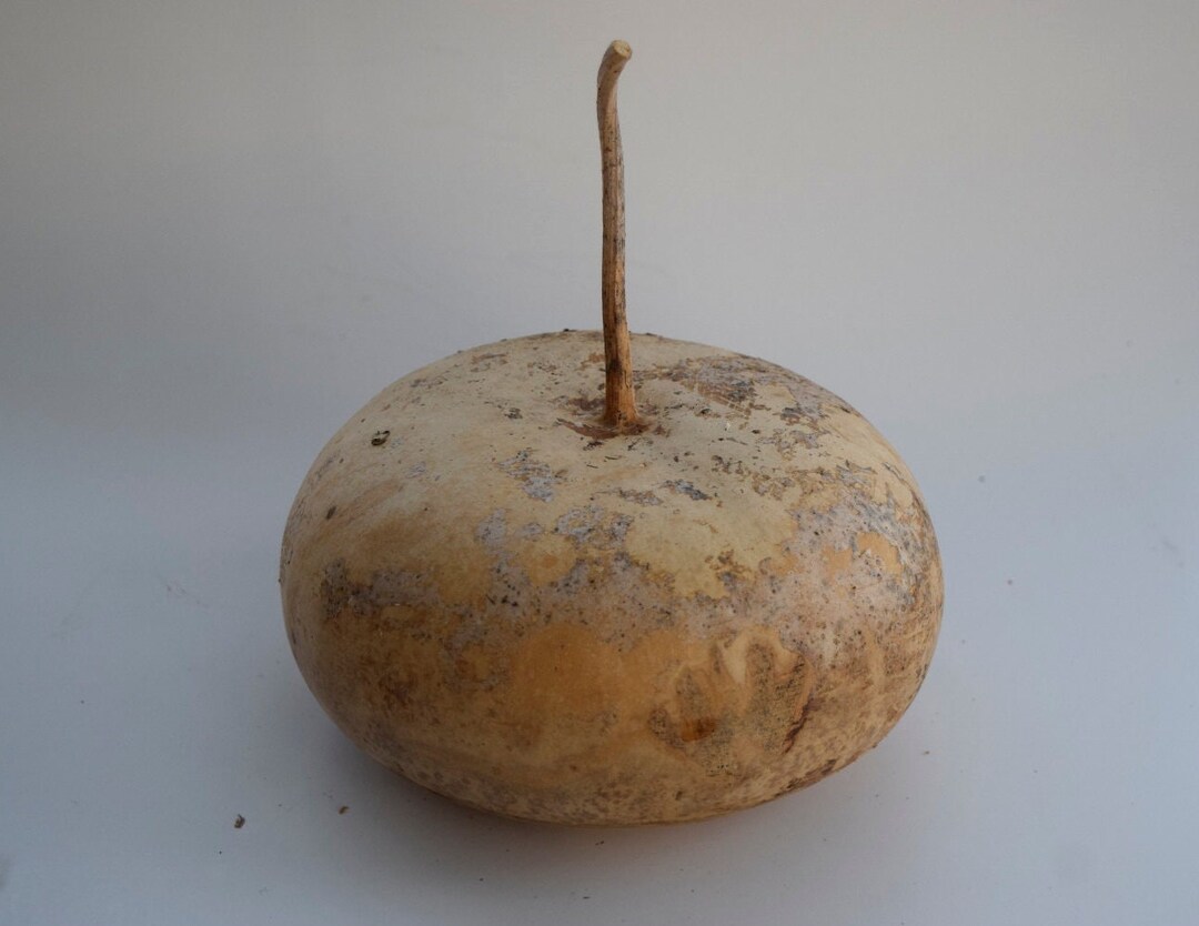 One Dried Canteen Gourd for Crafts Etsy