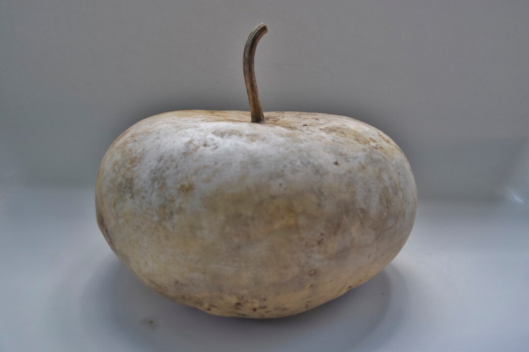 One Dried Canteen Gourd for Crafts Etsy