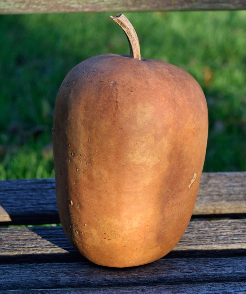 One Small Dried Apple gourd for crafts Etsy