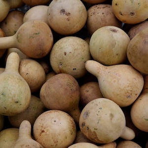 Ten Dried Tennessee Spinning gourds, for crafts