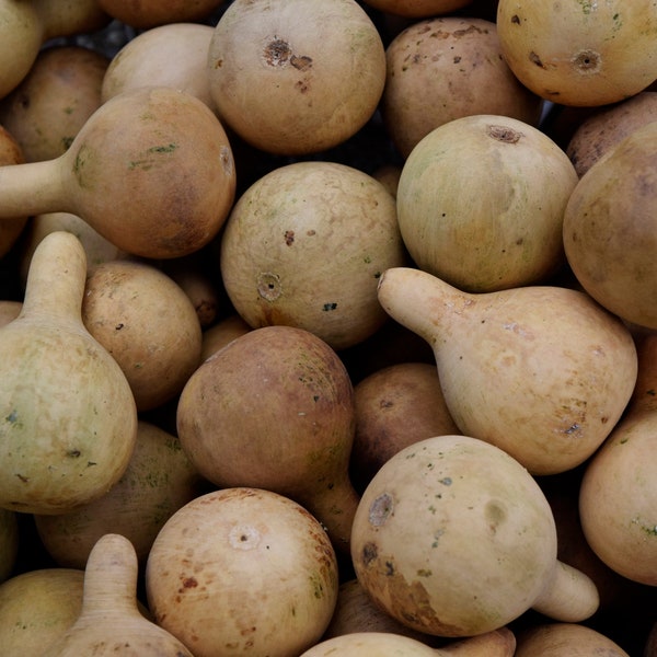 Ten Dried Tennessee Spinning gourds, for crafts