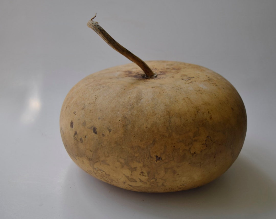 One Dried Canteen Gourd for Crafts Etsy