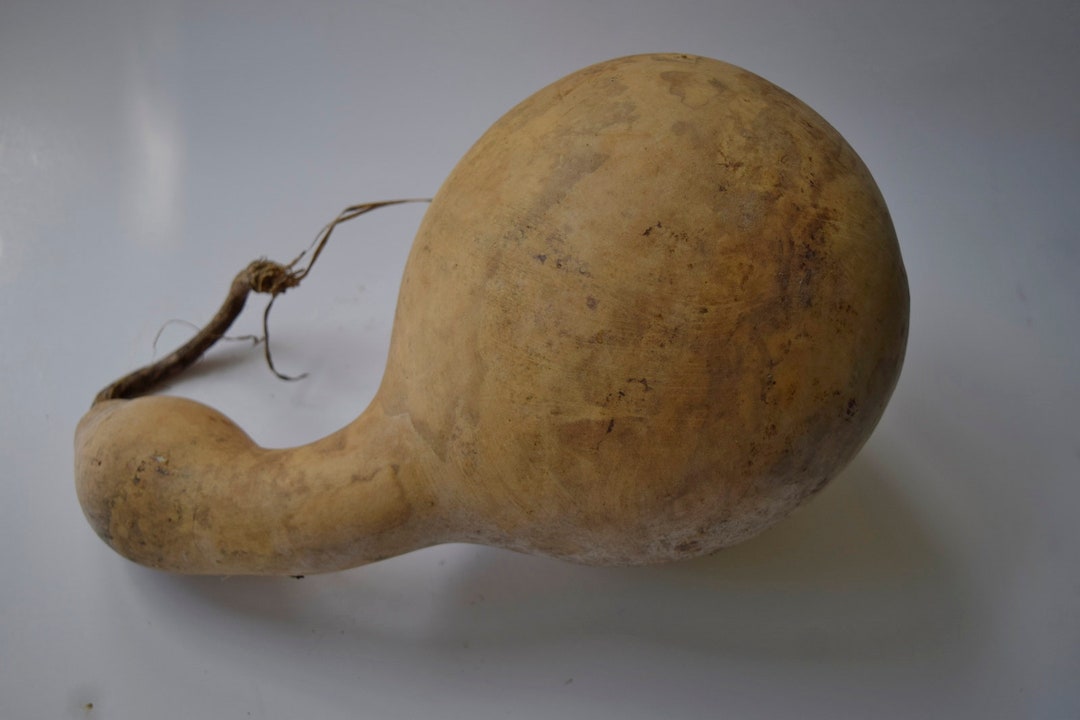 One Dried Clean Birdhouse Gourd for Crafts - Etsy