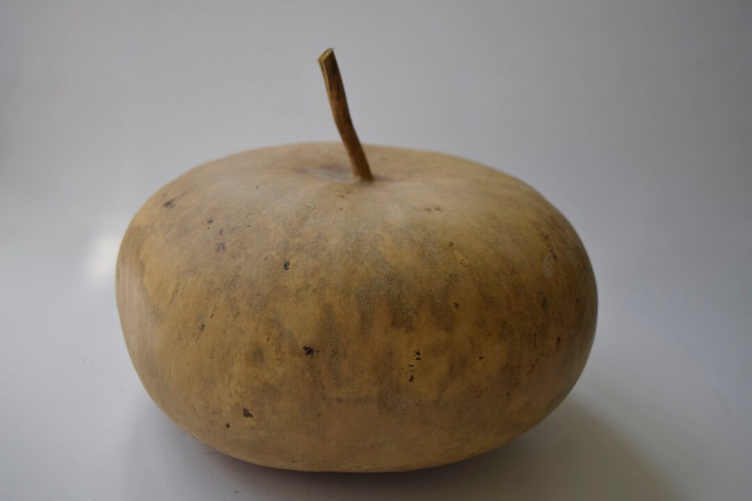 One Dried Canteen Gourd for Crafts Etsy