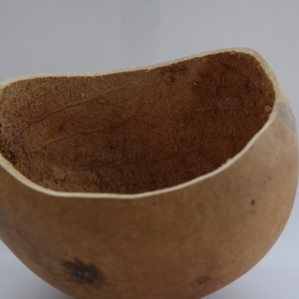 Gourd Bowl Etsy