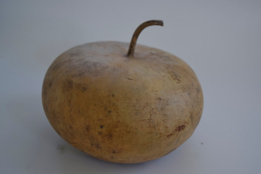 One Dried Canteen Gourd for Crafts Etsy