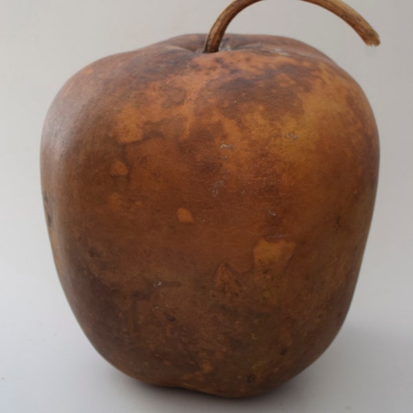 Dried Apple Gourds Etsy