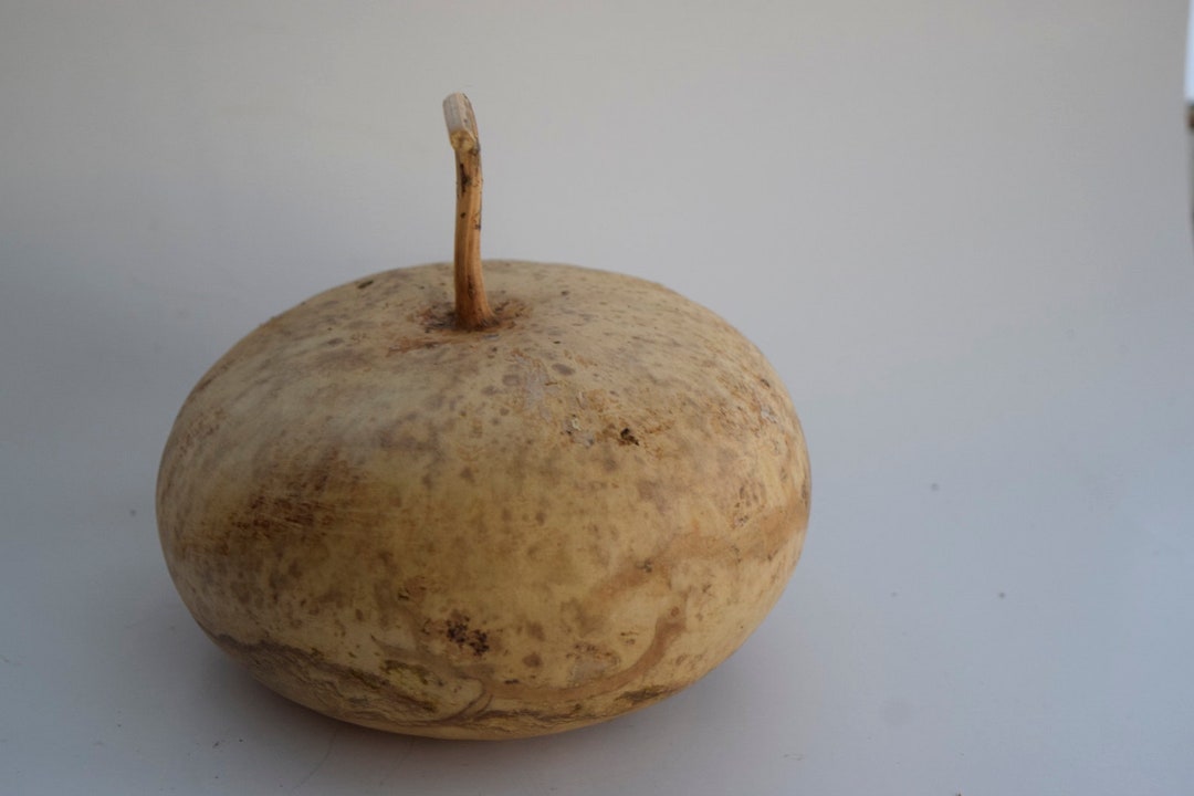 One Dried Canteen Gourd, for Crafts Etsy