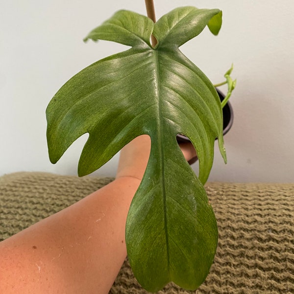 Philodendron Florida Ghost MINT