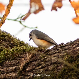 Tufted Titmouse