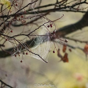 Morning Webs