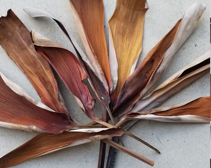 10 Palm Frond Barkfreshly Dried Etsy