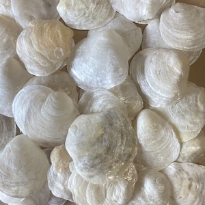 Jingle Shells from Little Gasparilla Island