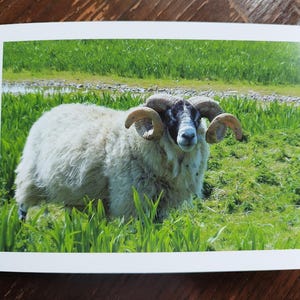 Curly Horned Sheep - blank greetings card / notelet