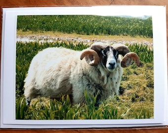 Curly Horned Sheep - blank greetings card / notelet
