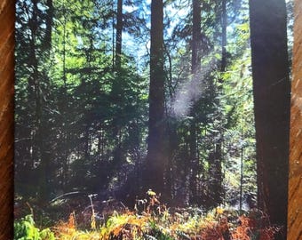 Woodland Light- Blank Greetings Card - Nature, Forest, Trees.