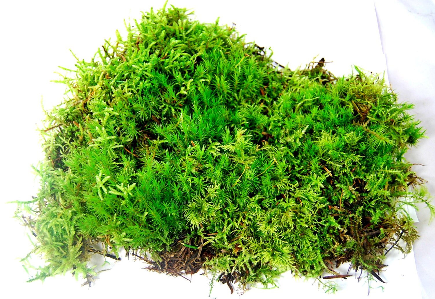 Live Moss Sheet Of Mixed Moss For Terrarium Vivarium Etsy