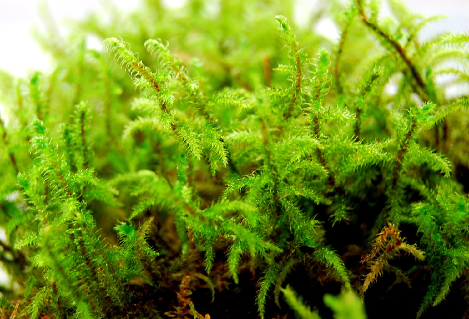 Live moss High hair moss for terrarium vivarium miniature Etsy