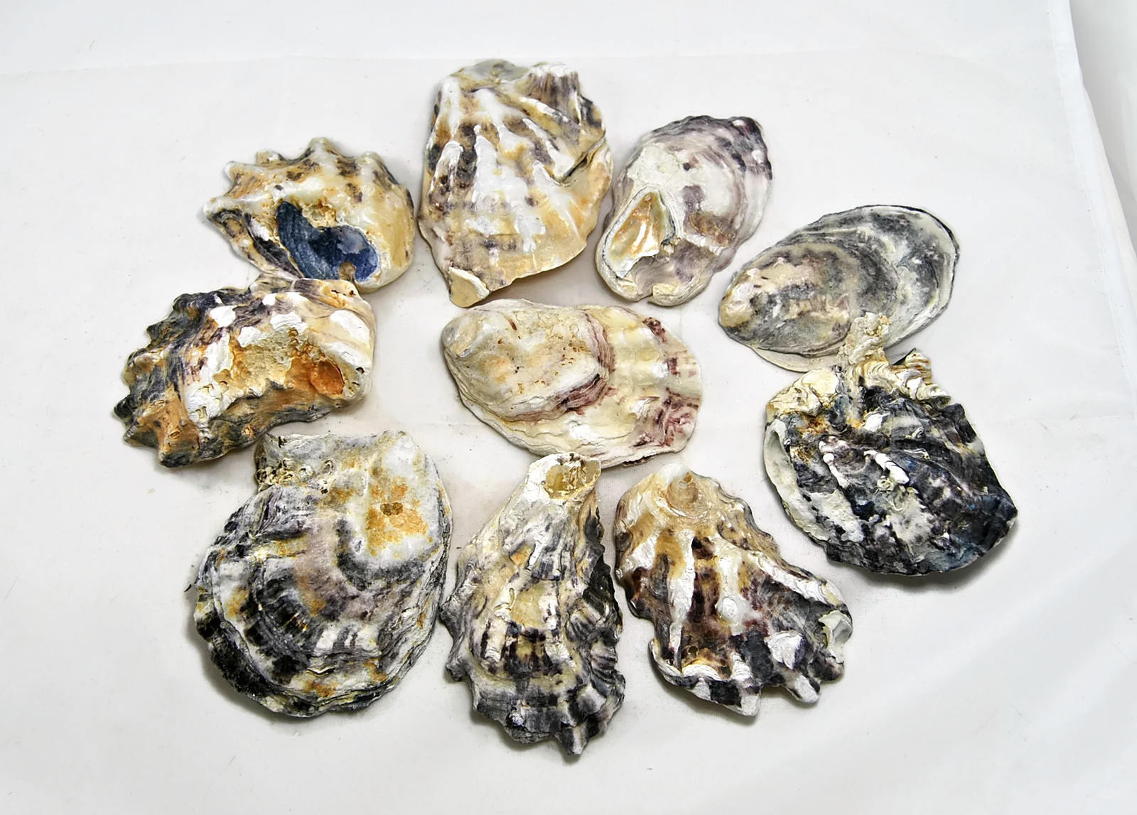 Oyster shells 25 large dark shells. Seashells seashell Etsy