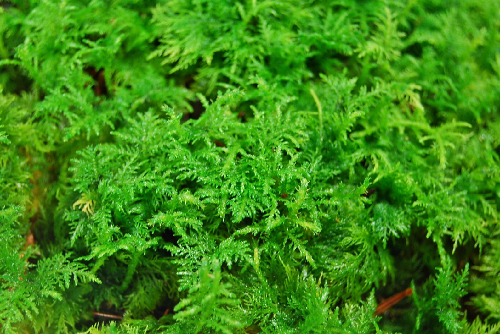 Live moss fern moss for a terrarium vivarium miniature Etsy