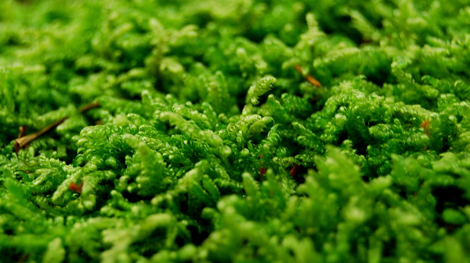 Live moss low carpet for terrarium vivarium frogs orchids Etsy