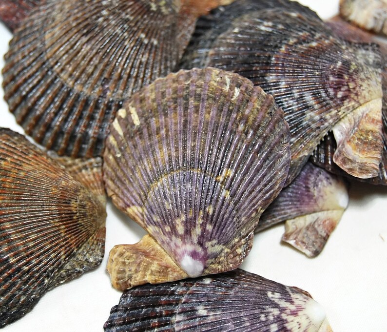 50 Large Purple Shells Scallop Shells Craft Shell Beach Etsy