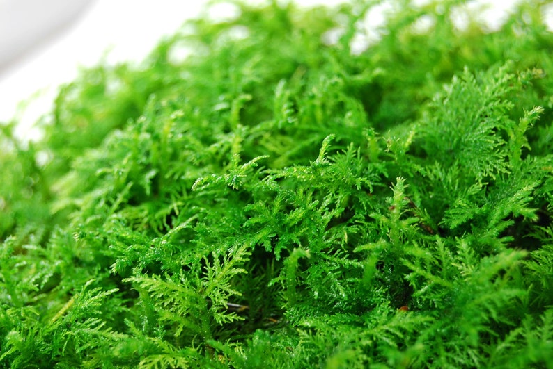 Live moss fern moss for a terrarium vivarium miniature Etsy
