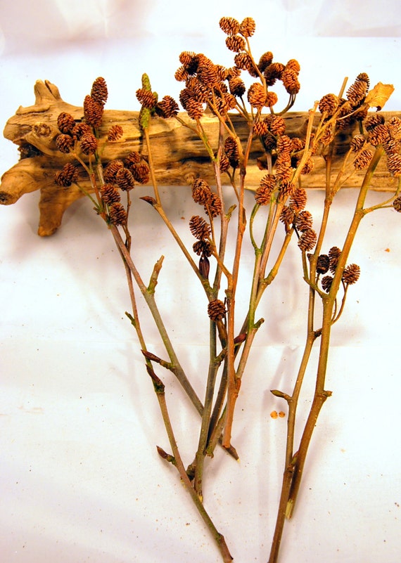 Zweige mit Zapfen mit Erle Erle Zapfen auf Zweigen Zapfen der | Etsy