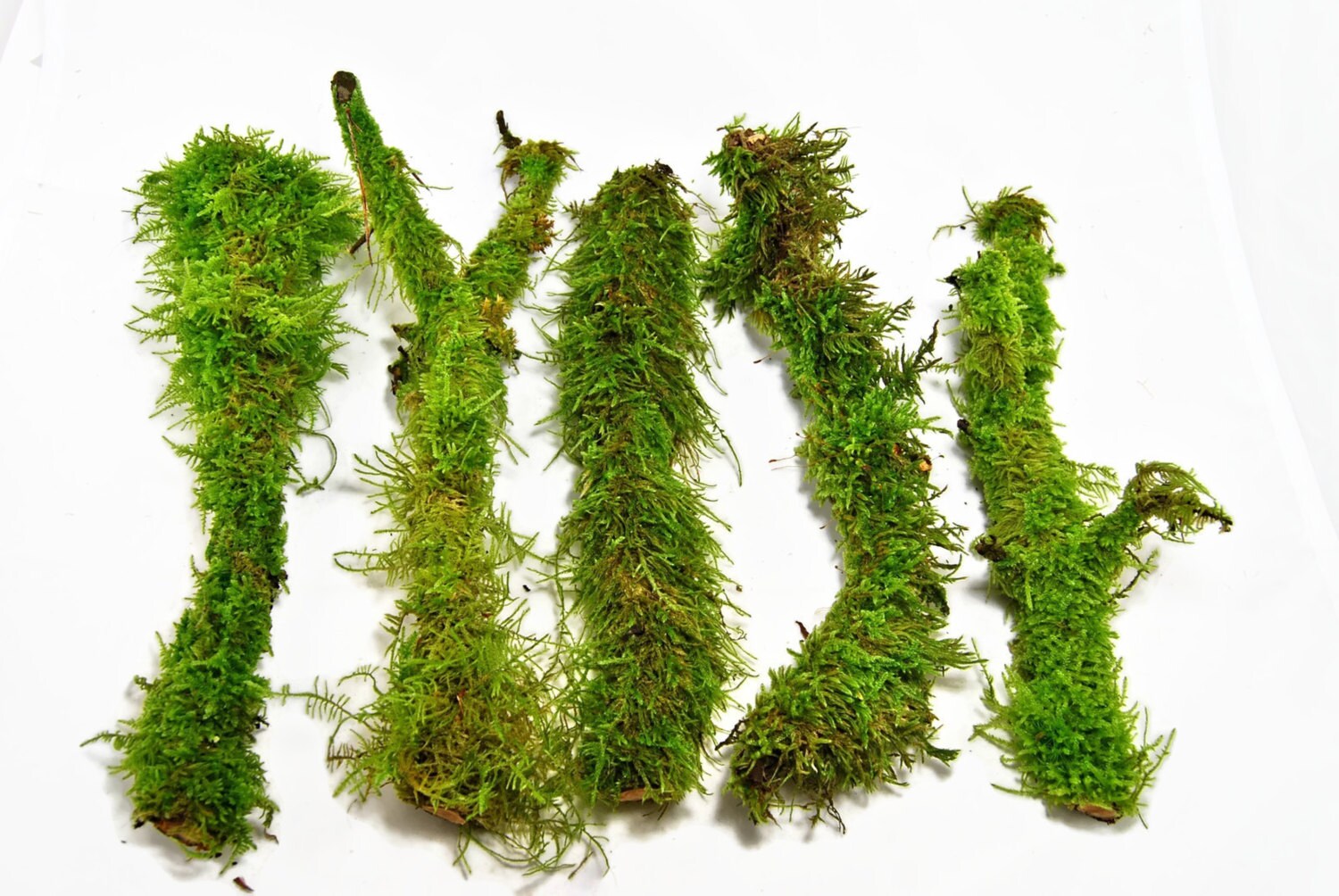 Branches with live moss Terrarium decor Live decor Etsy