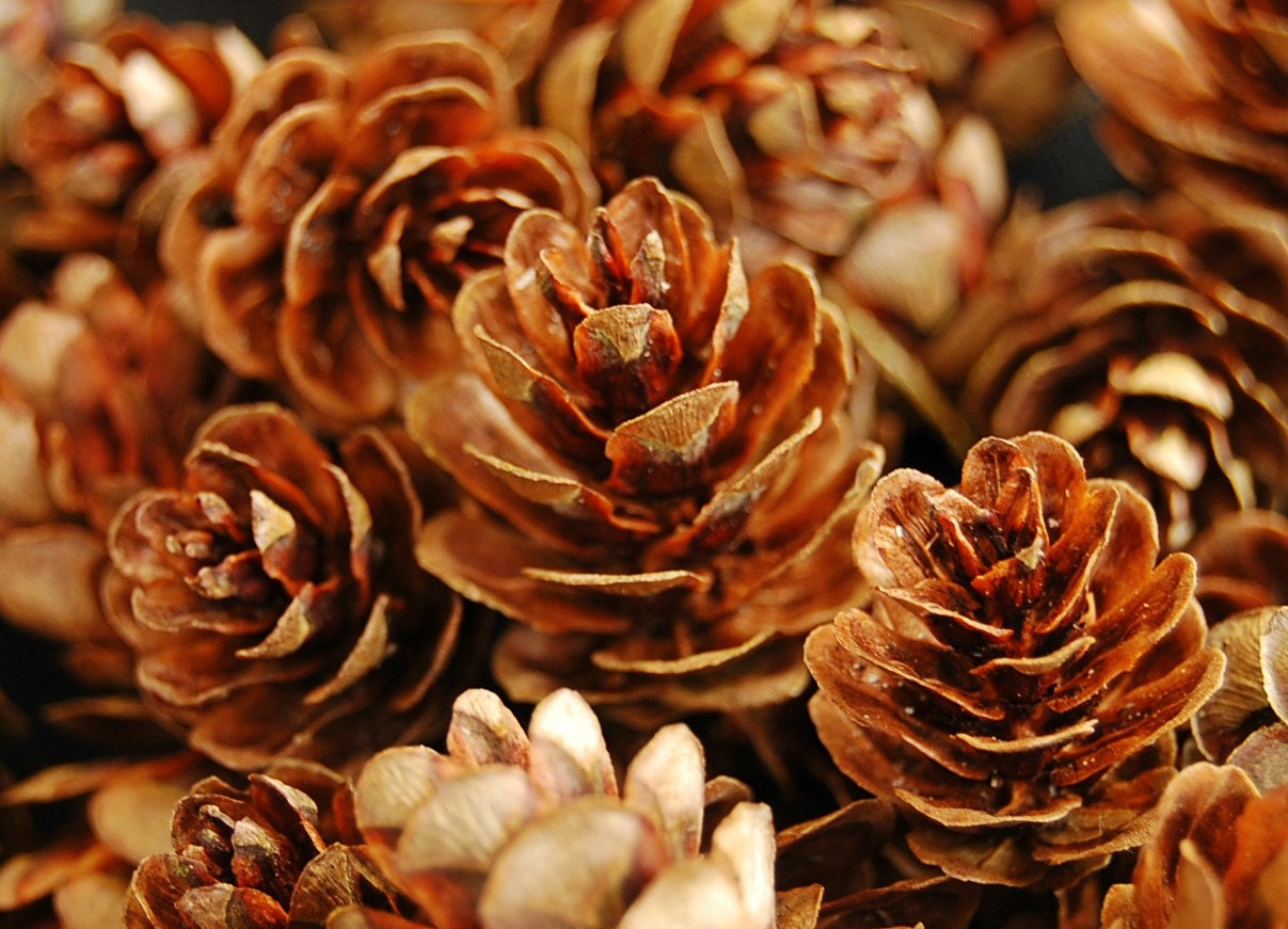 100 Natural Hemlock cones Tiny Pine Cones Forest Woodland | Etsy