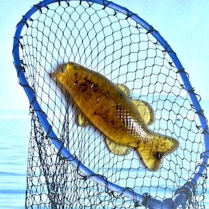 May include: A brown and yellow fish caught in a blue fishing net. The net is against a blue and white background.
