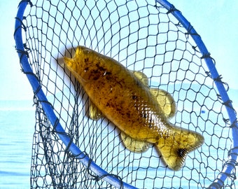 Mydło Bass | Wyprodukowano w Minnesocie