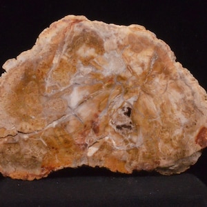 Polished Fossil Petrified Wood Section.